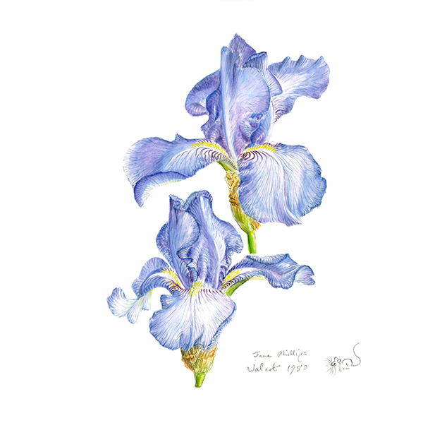 Iris 'Jane Phillips' Print - Image 2