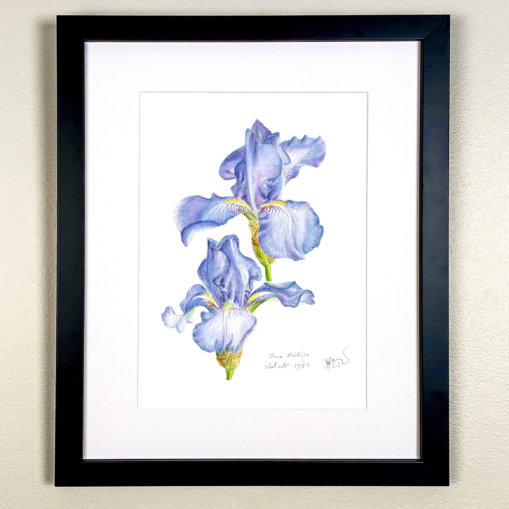 Iris 'Jane Phillips' Print