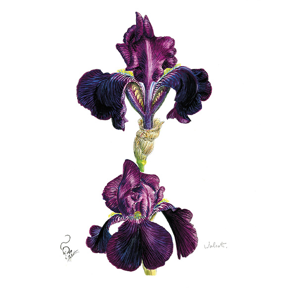 Purple bearded Iris
