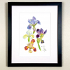 Four colourful Miniature Iris Print