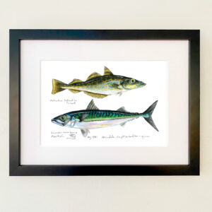 Pollock and Mackerel Print