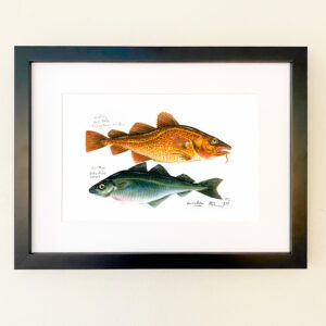 Codling and Saithe Print