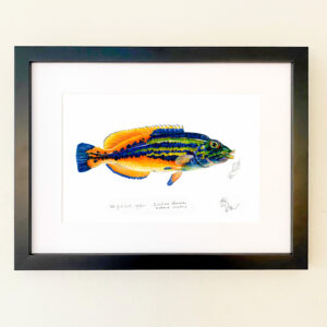 Male Cuckoo Wrasse Print - On Sale