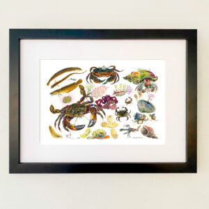 Velvet Crab & other Rock Pool Creatures Print