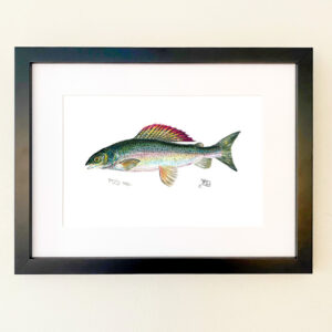 Grayling Print