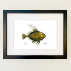John Dory Print