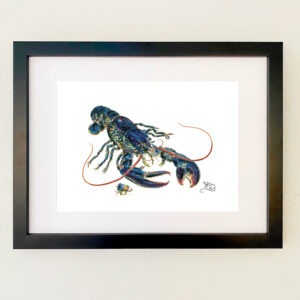 Blue lobster from Scotland