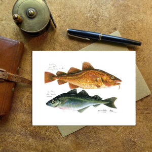 Codling and Saithe Card