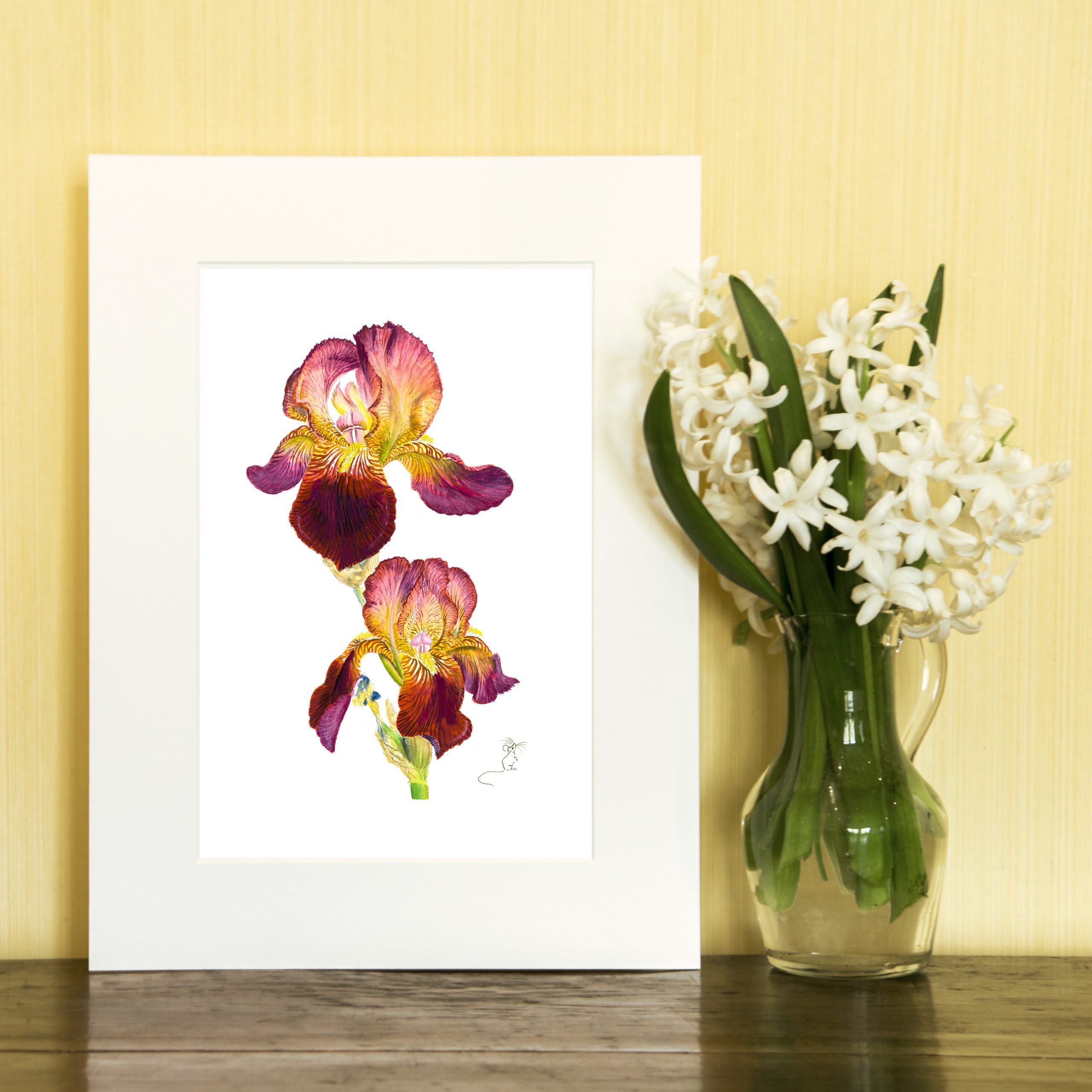 Velvet red & yellow bearded Iris Print