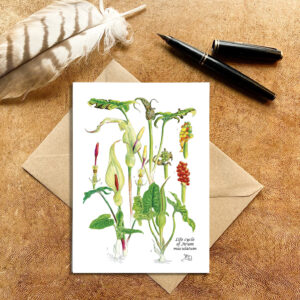 Life cycle of an Arum Lily Card