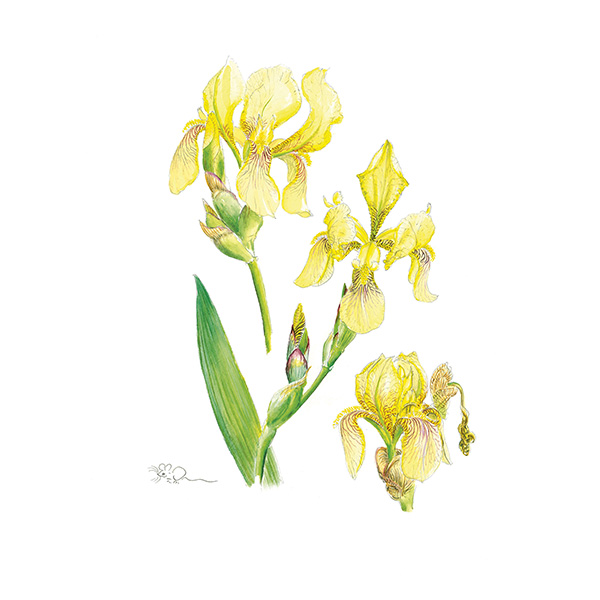 Yellow Bearded Iris Card