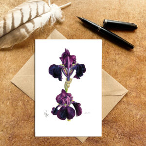 Purple bearded Iris Card