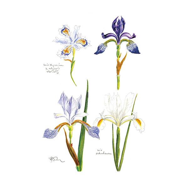 Four Miniature Iris Print