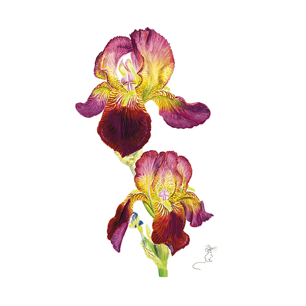 Velvet red & yellow bearded Iris