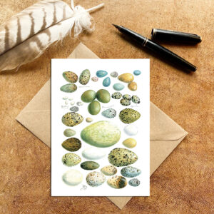 Birds Eggs Card
