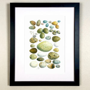 Birds Eggs Print