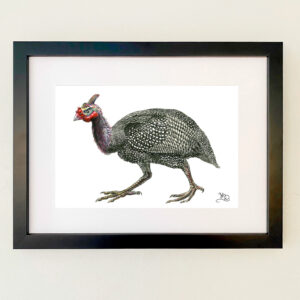 Guinea Fowl Print