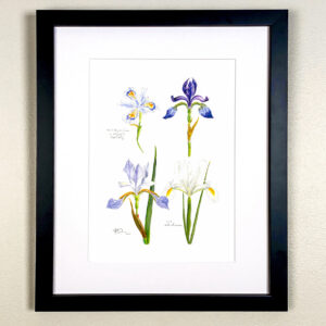 Four Miniature Iris Print