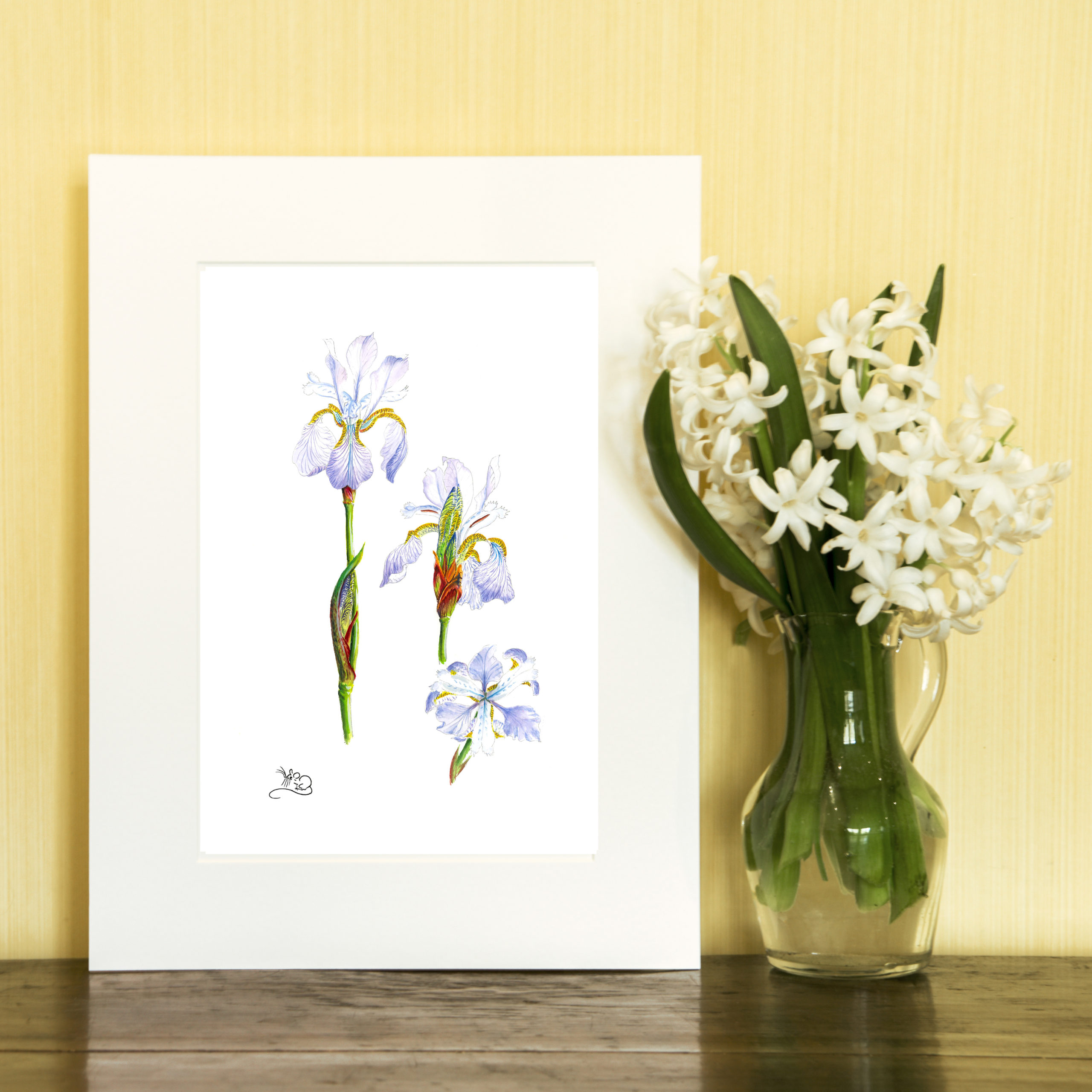 Pale Blue Miniature Iris Print