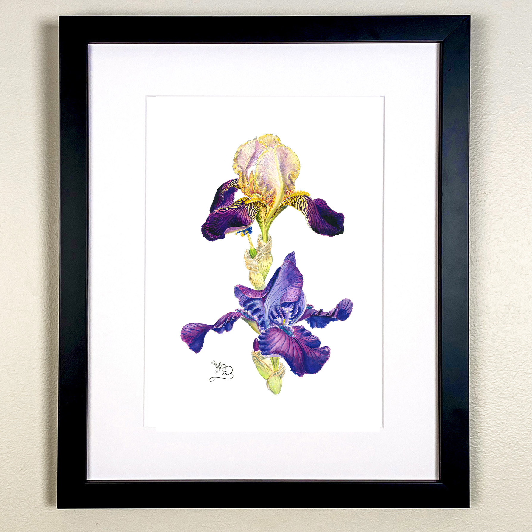 urple & Mauve bearded Iris Print