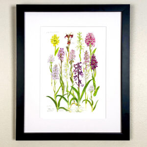 Study of Wild Orchids Print