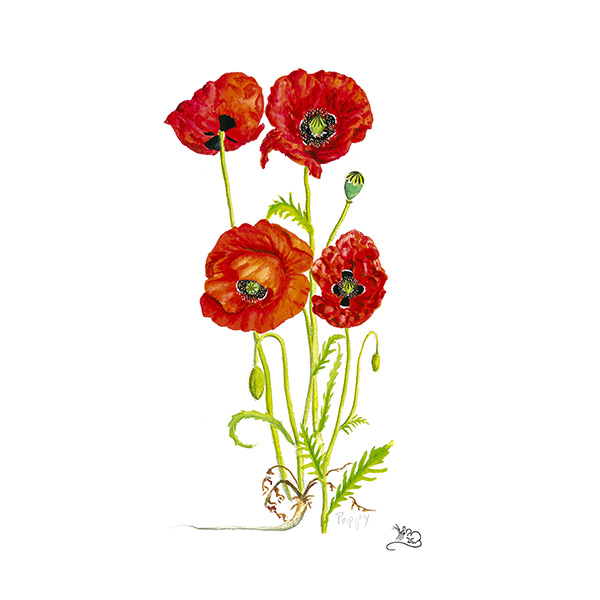 Poppy Card – Wildlife By Mouse