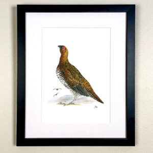Male Grouse Print