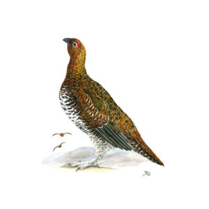 Male Grouse Print - 30x40cm Print