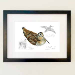 Woodcock study Print