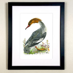 Female Goosander Print