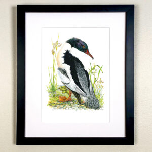 Male Goosander Print