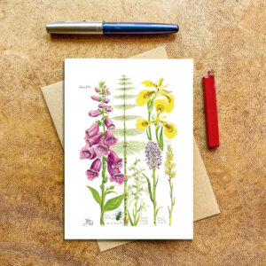 Wild flowers from the Scottish West Coast
