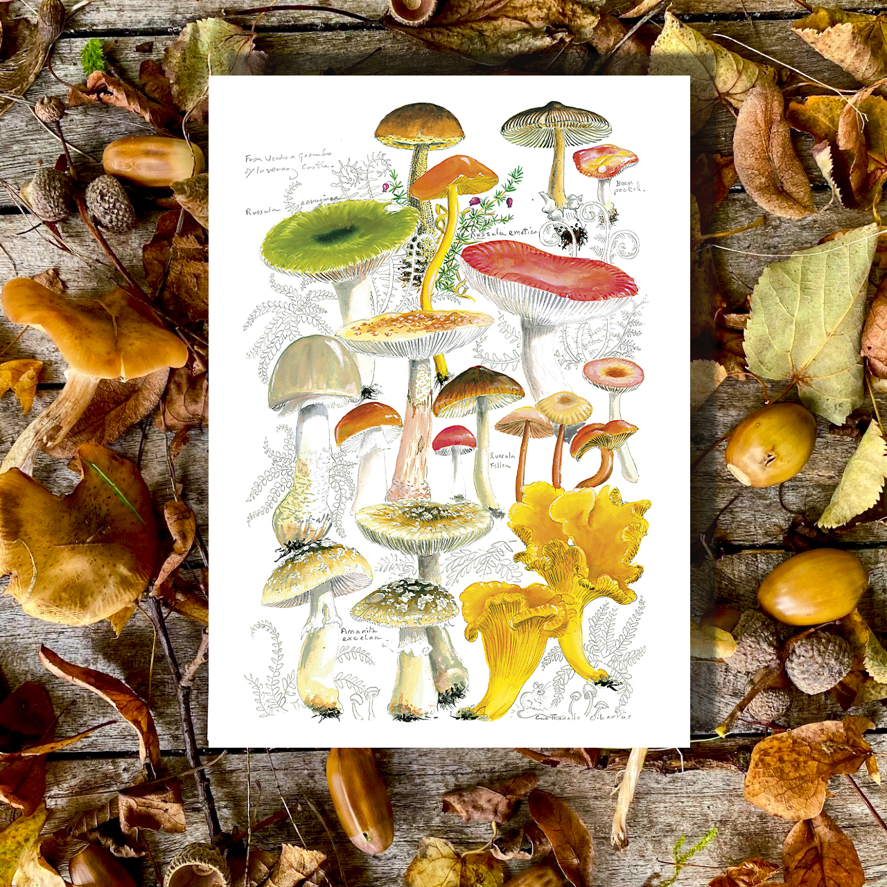 card; greetings card; blank greetings card; fungi; muchrooms