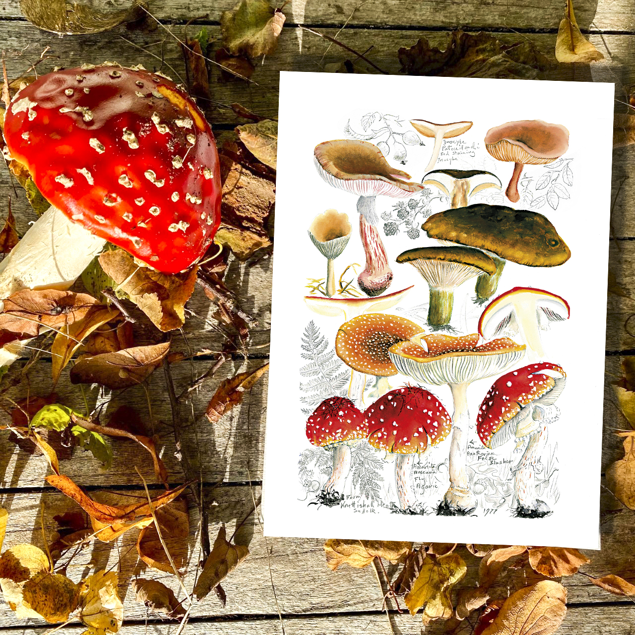 card; greetings card; blank greetings card; fungi; mushrooms