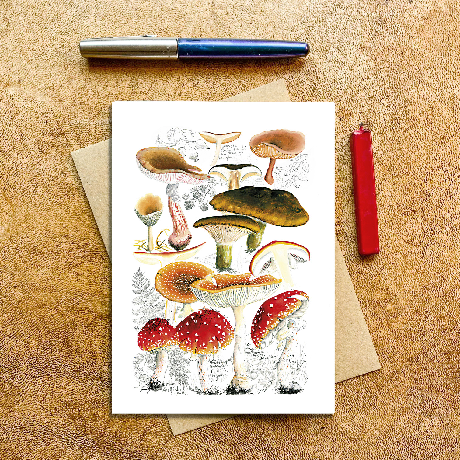 fungi mushrooms, Knettishal Heath