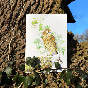 Kestrel, greetings card,