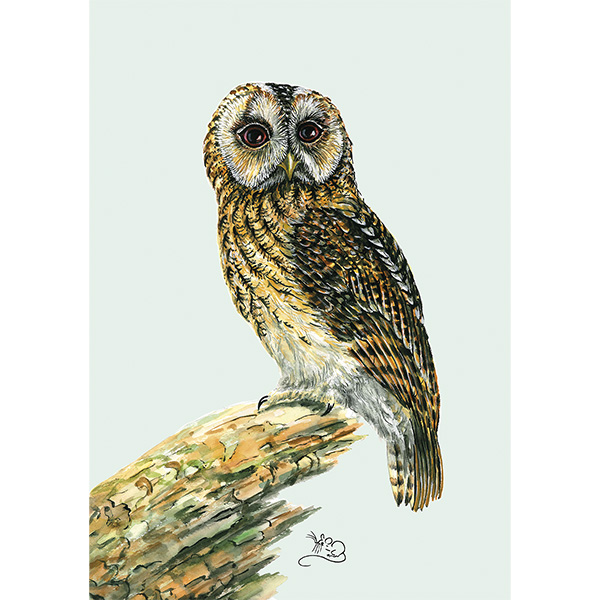 Tawny owl, owl, british bird, bird, Mouse Macpherson, card, greeting card,