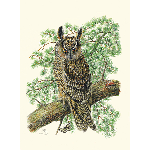 Long-eared Owl, greetings card, greeting, card, male, blank inside, Mouse, Mouse Macpherson, wildifebymouse.com,