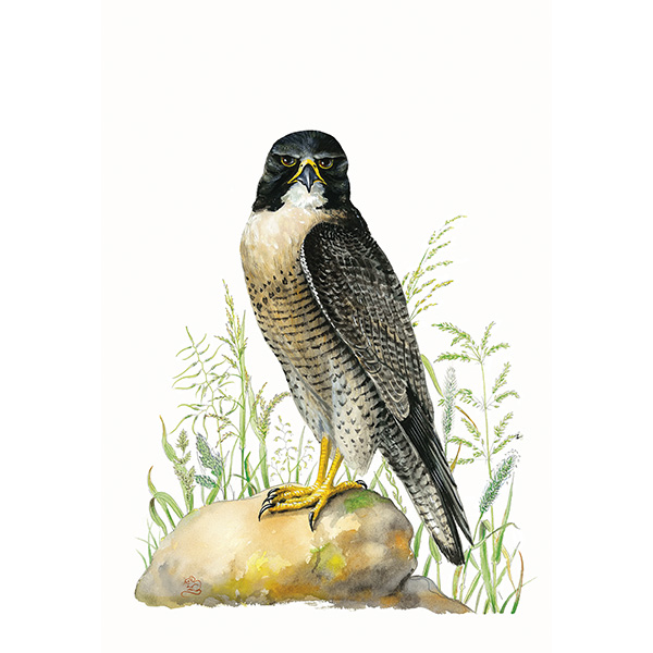 Peregrine Falcon, greetings card, greeting, card, male, blank inside, Mouse, Mouse Macpherson, wildifebymouse.com,