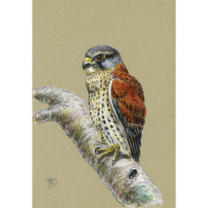 Male Kestrel, greetings card,