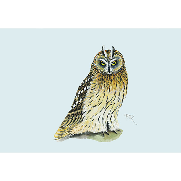 short-eared owl, owl, wildlife by mouse, greeting card, card, 5x7, bird, owl, british bird,