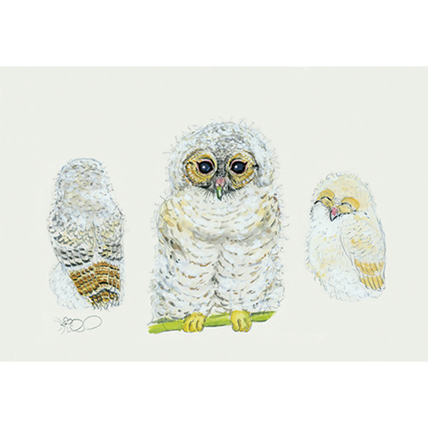 Study of barn owl chick, chick, owl, barn owl, bird, Mouse, cad, greetings card, greeting card