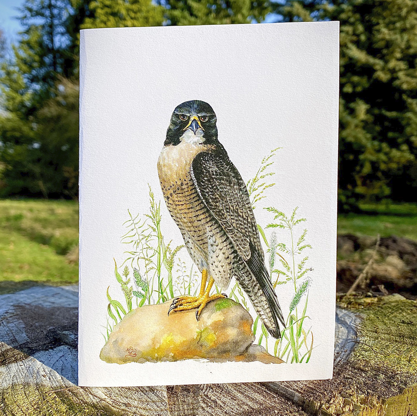 Peregrine Falcon, greetings card, greeting, card, male, blank inside, Mouse, Mouse Macpherson, wildifebymouse.com,