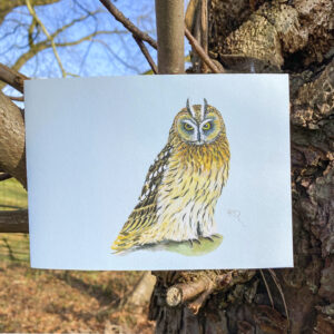 Short-eared owl,