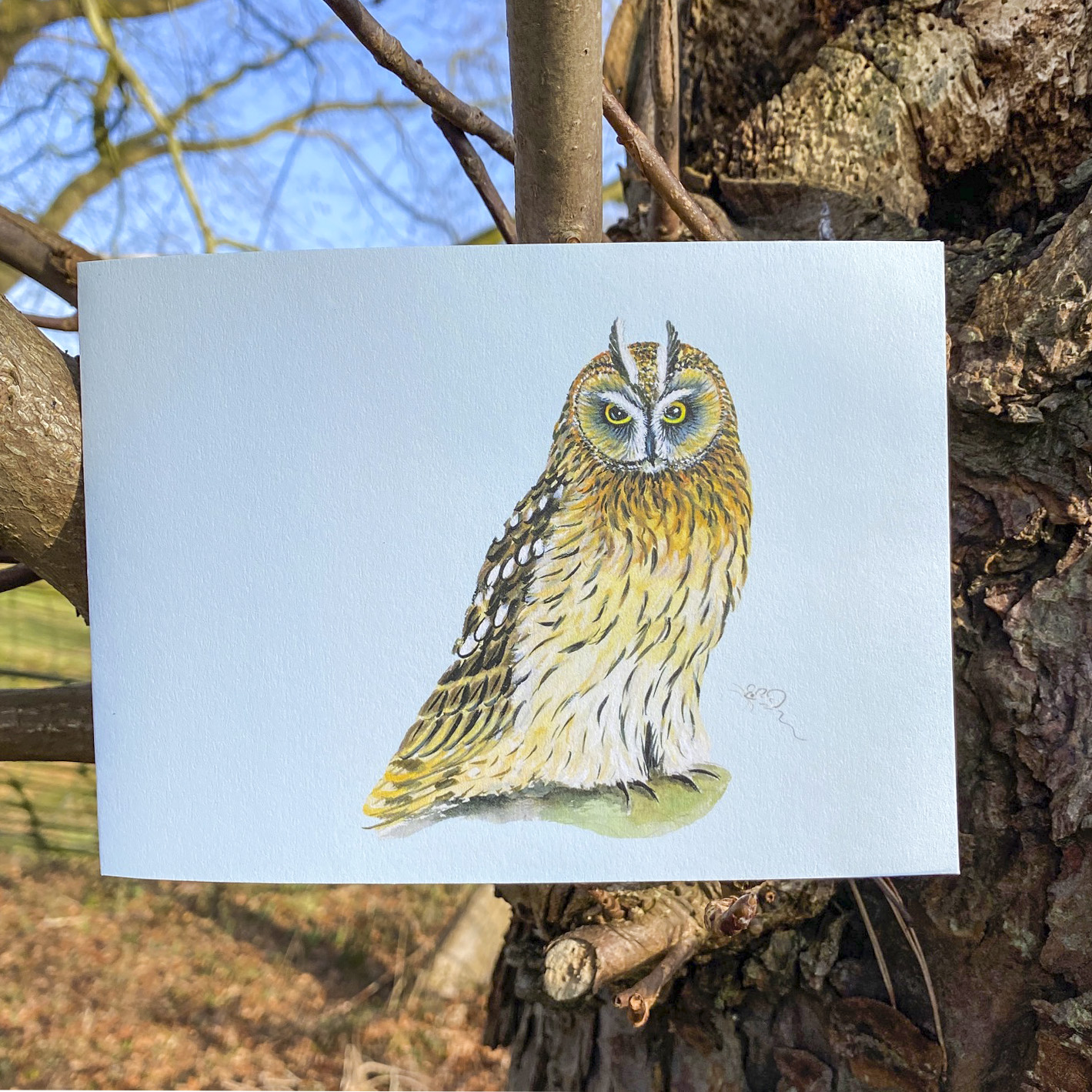 Short-eared owl, owl, bird, british bird, british, card, greetings card, asio flammeus,