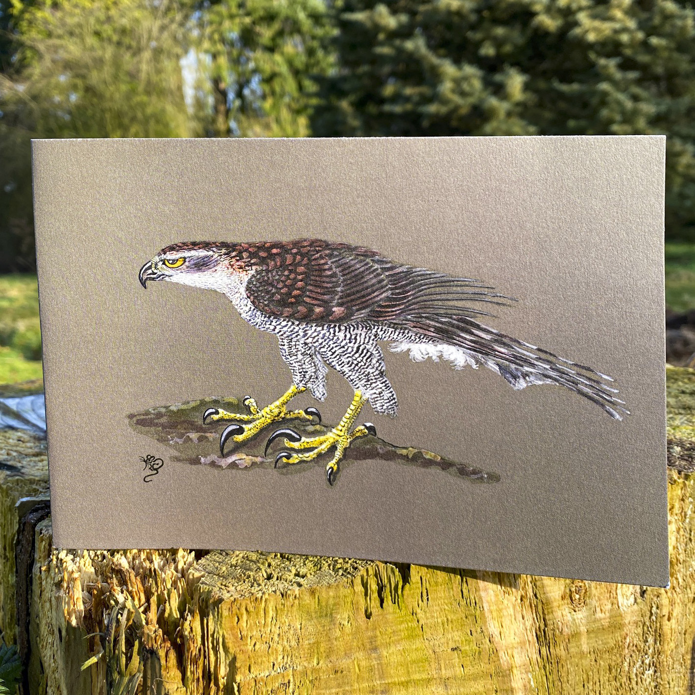 Northern Goshawk, greetings card, greeting, card, male, blank inside, Mouse, Mouse Macpherson, wildifebymouse.com,