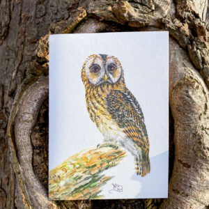 Tawny Owl greetings card,