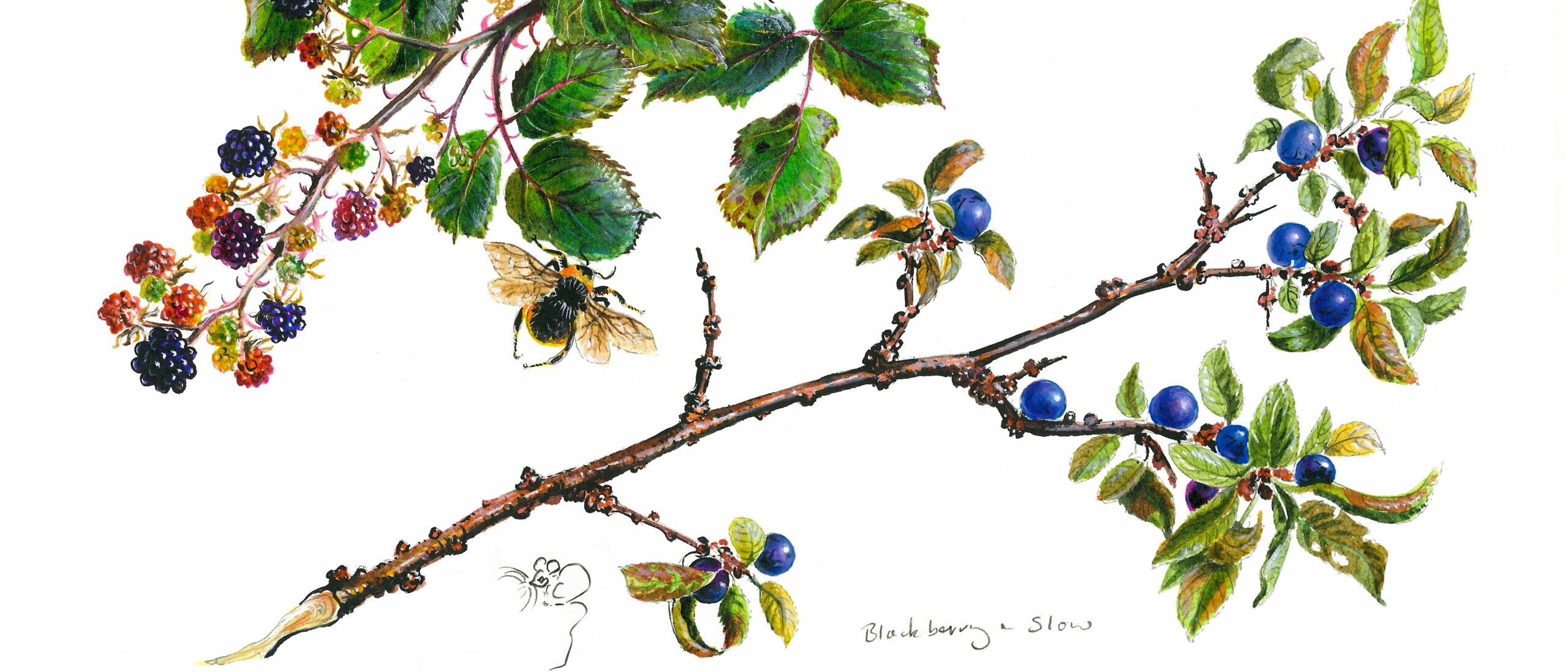 blackberry & sloe