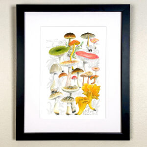 Fungi Argyll Scotland Mushrooms Inveraray castle