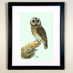 Tawny Owl (Strix aluco)